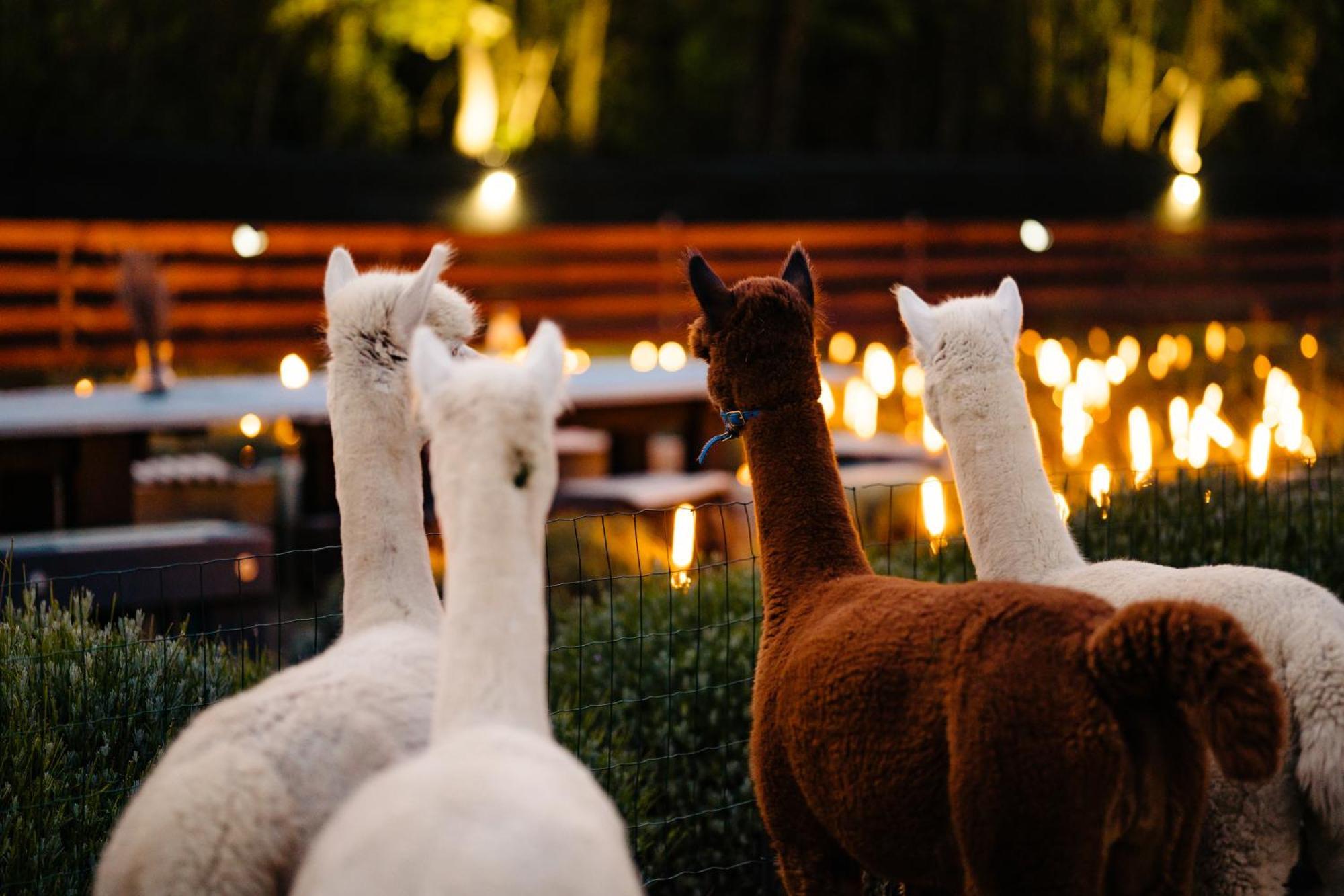 The Tribe Alpaca Retreat 호텔 Branesti 외부 사진