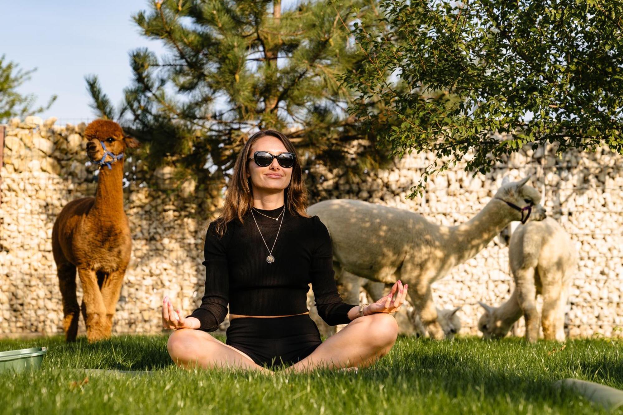 The Tribe Alpaca Retreat 호텔 Branesti 외부 사진