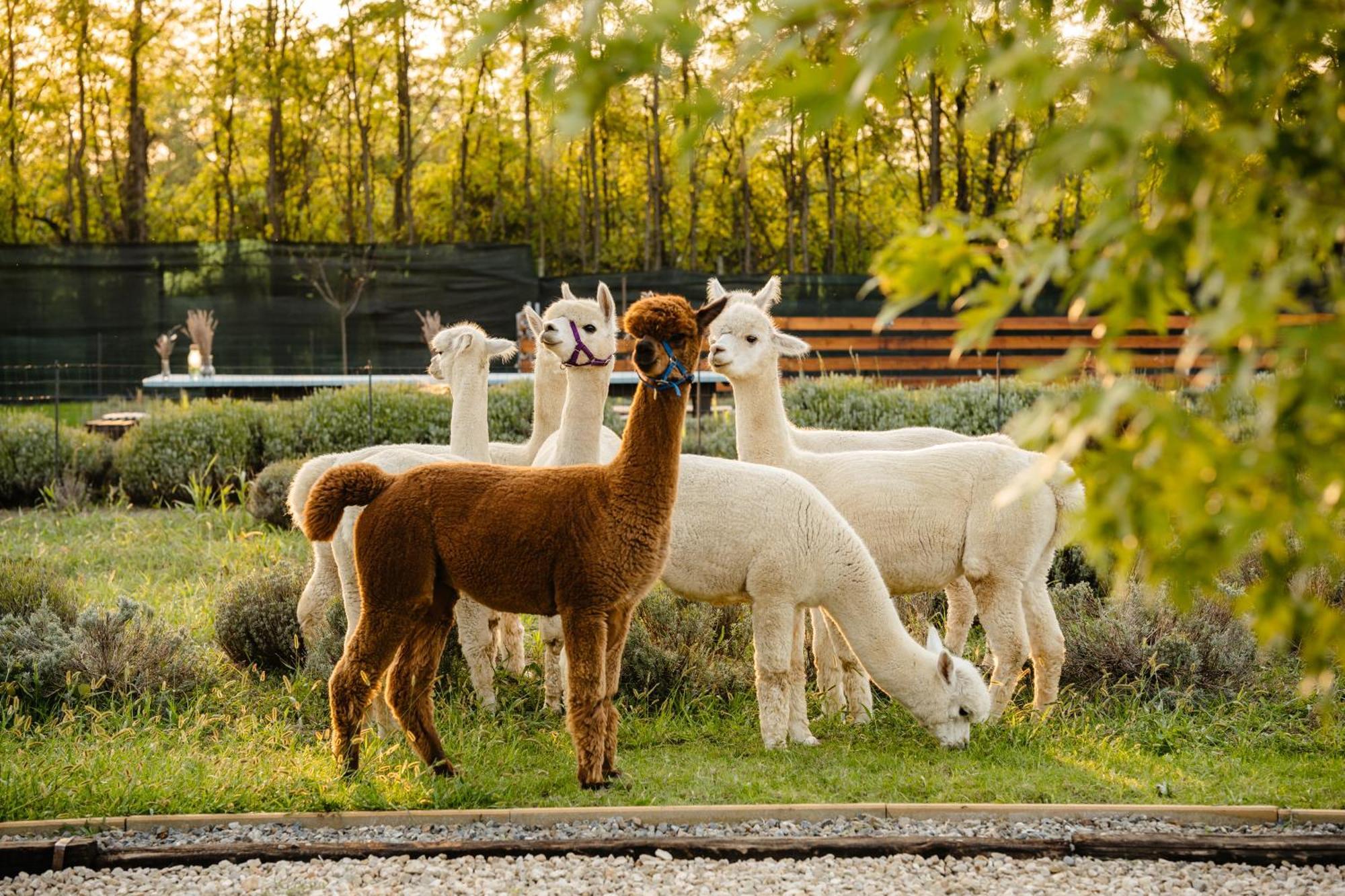 The Tribe Alpaca Retreat 호텔 Branesti 외부 사진