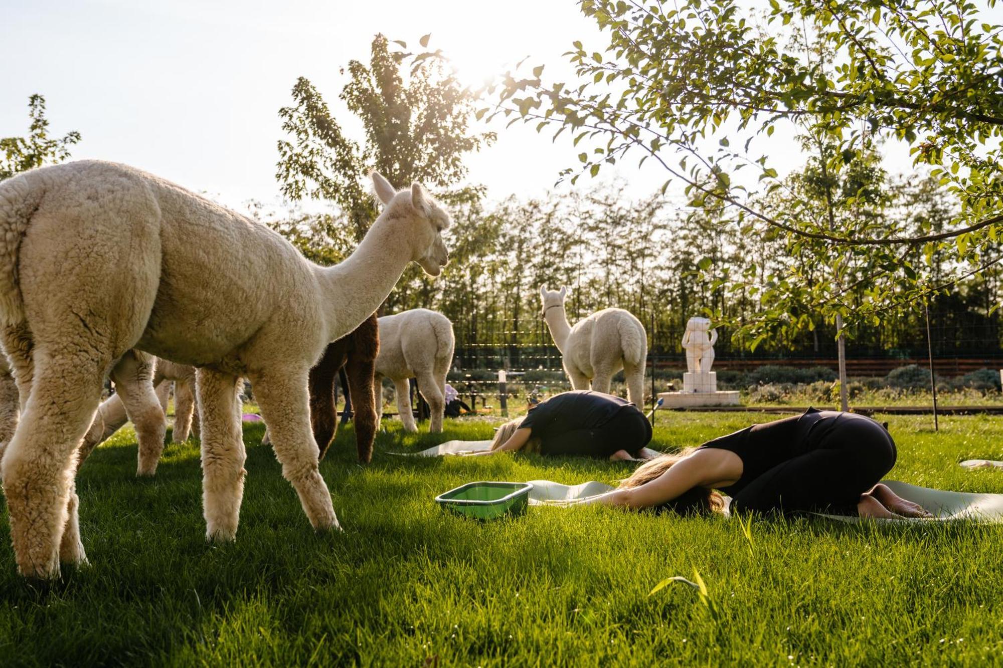 The Tribe Alpaca Retreat 호텔 Branesti 외부 사진
