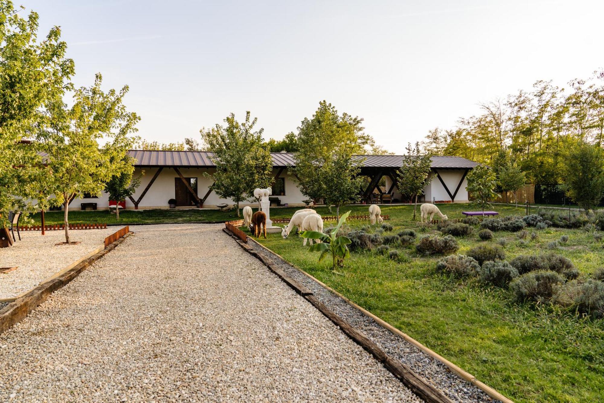 The Tribe Alpaca Retreat 호텔 Branesti 외부 사진