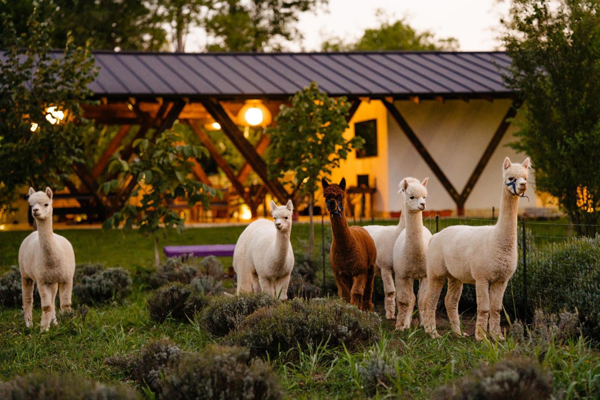The Tribe Alpaca Retreat 호텔 Branesti 외부 사진
